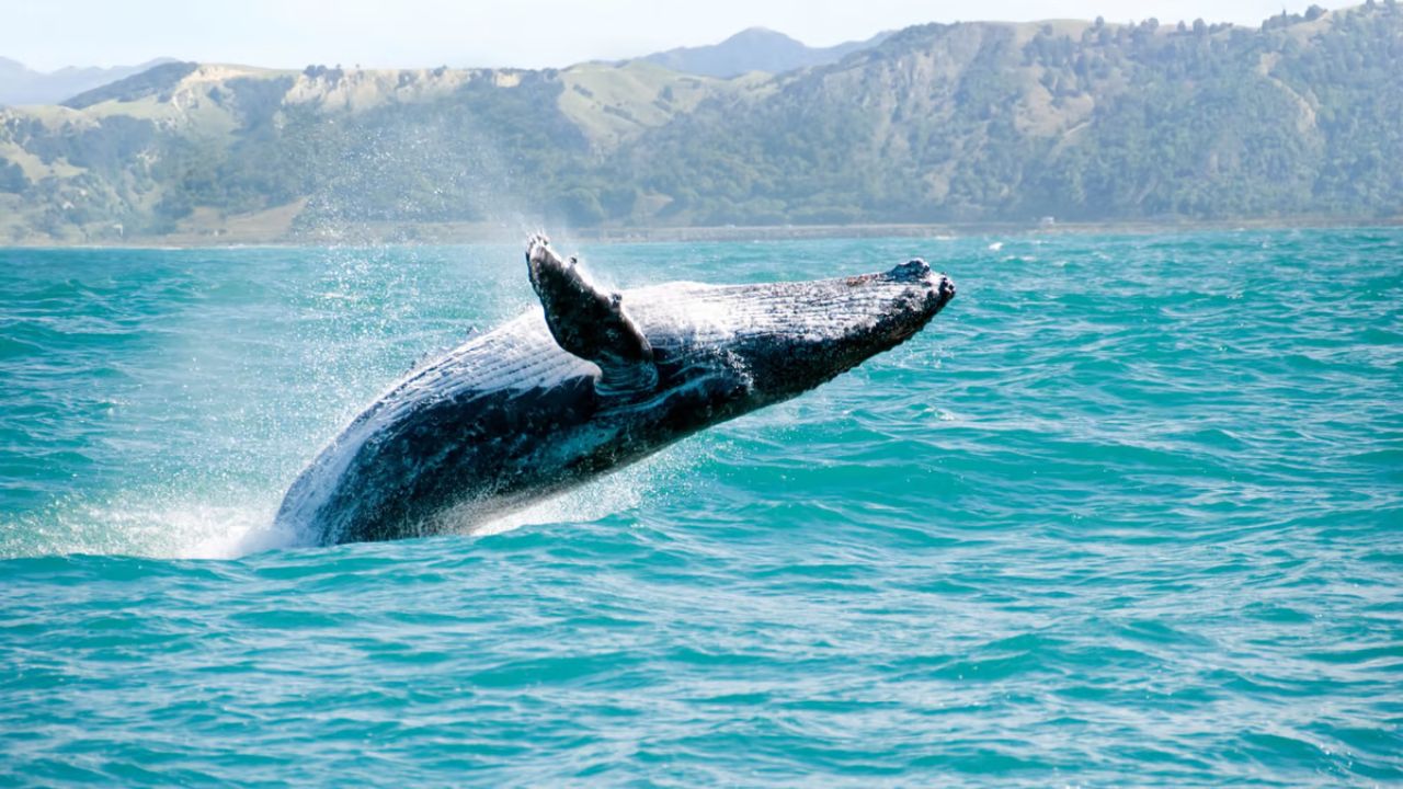 Usthadian Academy / World Whale Day 2024 | 20 feb 2024 Usthadian Academy / World Whale Day 2024